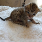 Teddy, Savannah, F-7SBT, Male, BST, DOB 4-11-19