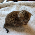 Savannah, F-7SBT, Male, BST, DOB 4-11-19