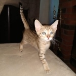 Teddy, Savannah, F-7SBT, Male, BST, DOB 4-11-19