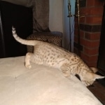 Teddy, Savannah, F-7SBT, Male, BST, DOB 4-11-19