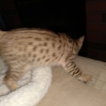 Teddy, Savannah, F-7SBT, Male, BST, DOB 4-11-19