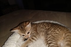 Lorenzo, Savannah F-7SBT BST Male Ringtail DOB 4-11-19