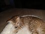 Lorenzo, Savannah F-7SBT BST Male Ringtail DOB 4-11-19
