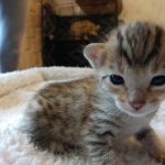 Savannah, F-7SBT, Male, BST, DOB 4-11-19