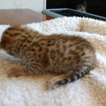 Savannah, F-7SBT, Male, BST, DOB 4-11-19