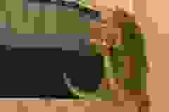 Cortana Savannah F-7SBT Female #1 DOB 10-26-21