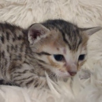 Savannah F-7SBT Female DOB 10/26/21