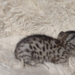 Savannah F-7SBT Female DOB 10/26/21