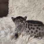 Savannah F-7SBT Female DOB 10/26/21