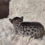 Savannah F-7SBT Female DOB 10/26/21