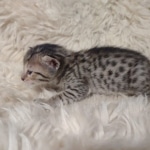 Savannah F-7SBT Female DOB 10/26/21