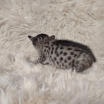 Savannah F-7SBT Female DOB 10/26/21