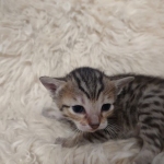 Savannah F-7SBT Female DOB 10/26/21