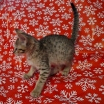 Cortana Savannah F-7SBT Female DOB 10/26/21
