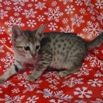 Cortana Savannah F-7SBT Female DOB 10/26/21