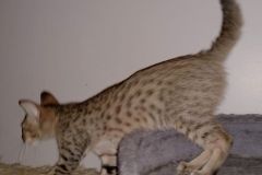 Savannah F-7SBT Female #1 DOB 7-13-20