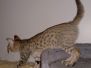 Savannah F-7SBT Female #1 DOB 7-13-20