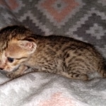 Savannah, F-7SBT, female, BST, DOB 7-13-20