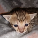 Savannah, F-7SBT, female, BST, DOB 7-13-20