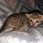 Savannah, F-7SBT, female, BST, DOB 7-13-20