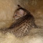 Savannah, F-7SBT, female, BST, DOB 7-13-20