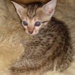 Savannah, F-7SBT, female, BST, DOB 7-13-20