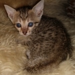 Savannah, F-7SBT, female, BST, DOB 7-13-20