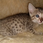 Savannah, F-7SBT, female, BST, DOB 7-13-20