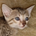 Savannah, F-7SBT, female, BST, DOB 7-13-20