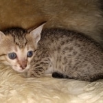 Savannah, F-7SBT, female, BST, DOB 7-13-20