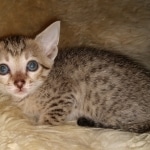 Savannah, F-7SBT, female, BST, DOB 7-13-20