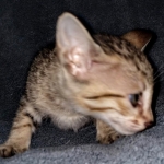 Savannah, F-7SBT, female, BST, DOB 7-13-20