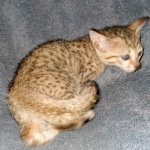 Savannah, F-7SBT, female, BST, DOB 7-13-20