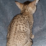 Savannah, F-7SBT, female, BST, DOB 7-13-20