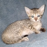 Savannah, F-7SBT, female, BST, DOB 7-13-20