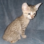 Savannah, F-7SBT, female, BST, DOB 7-13-20