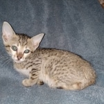 Savannah, F-7SBT, female, BST, DOB 7-13-20