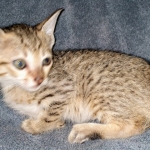 Savannah, F-7SBT, female, BST, DOB 7-13-20