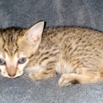 Savannah, F-7SBT, female, BST, DOB 7-13-20