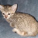 Savannah, F-7SBT, female, BST, DOB 7-13-20