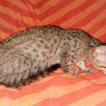 Savannah, F-7SBT, female, BST, DOB 7-13-20