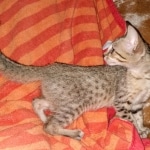 Savannah, F-7SBT, female, BST, DOB 7-13-20