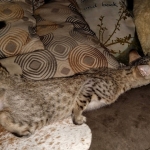 Savannah, F-7SBT, female, BST, DOB 7-13-20