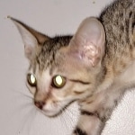 Savannah, F-7SBT, female, BST, DOB 7-13-20