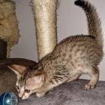 Savannah, F-7SBT, female, BST, DOB 7-13-20