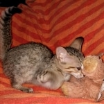 Savannah, F-7SBT, female, BST, DOB 7-13-20