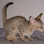 Savannah, F-7SBT, female, BST, DOB 7-13-20