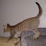Savannah, F-7SBT, female, BST, DOB 7-13-20