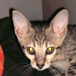 Savannah, F-7SBT, female, BST, DOB 7-13-20