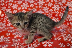 Savannah F-7SBT Female #2 DOB 10-26-21